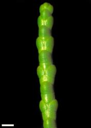 Veronica propinqua. Branchlet. Scale = 1 mm.
 Image: W.M. Malcolm © Te Papa CC-BY-NC 3.0 NZ